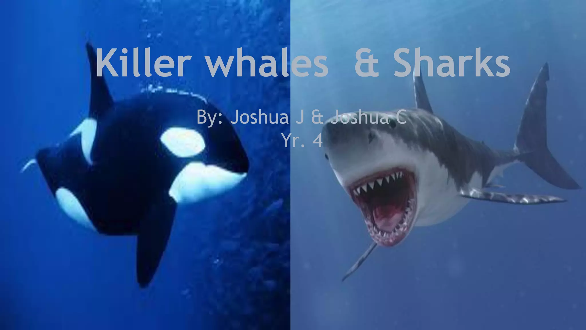 Killer whales and sharks (1)275 | PPT