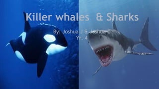 Killer whales & Sharks
By: Joshua J & Joshua C
Yr. 4
 