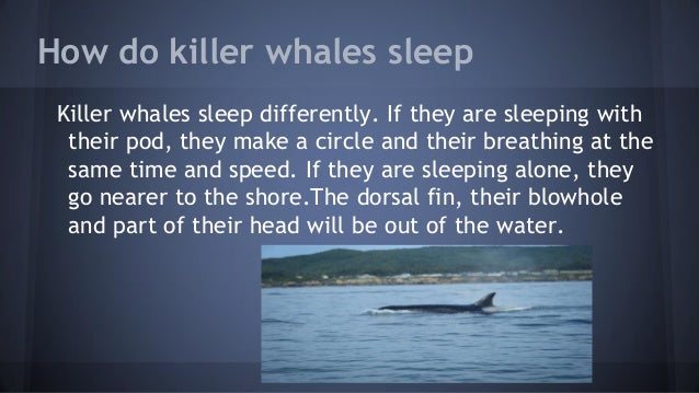 killer whales and sharks