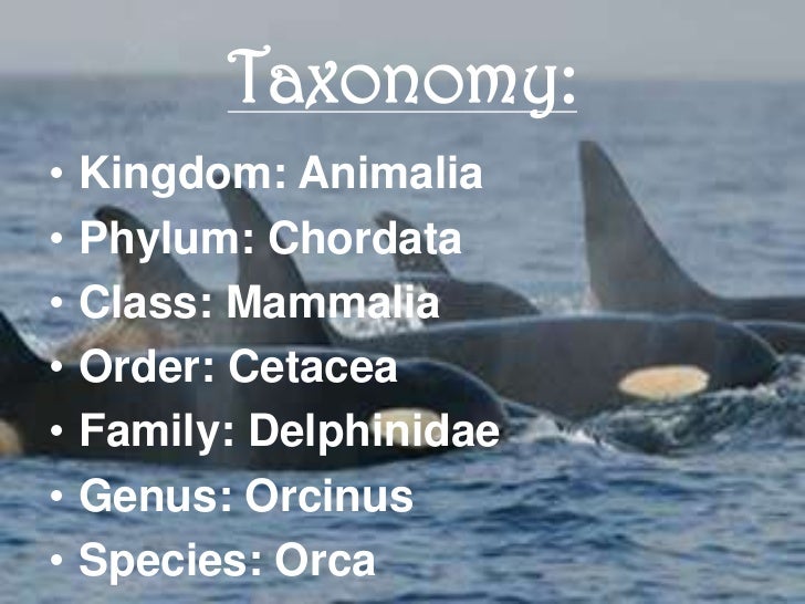 Killer whales project