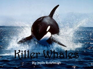 Killer Whales




Killer Whales
   By: Jayda Rohrbaugh
 