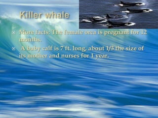    More facts: The female orca is pregnant for 12
    months.
    A baby calf is 7 ft. long, about 1/3 the size of
    its mother and nurses for 1 year.
 