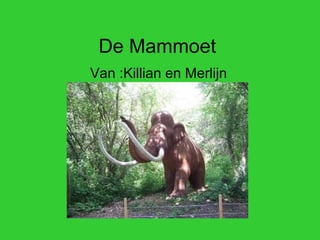 De Mammoet
Van :Killian en Merlijn
 
