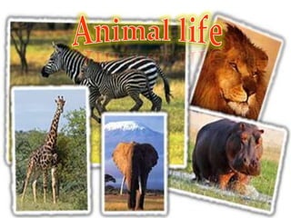 Animal life