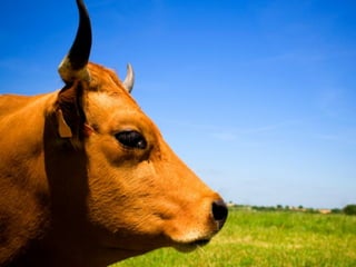 I knew that to address the problem I needed
to come up with a very simple system that I
could stick with.



  Know            Plan           Push


KPP is way to focus your attention on why
you want to do something, when to do it and
what to do when the going gets tough.
 