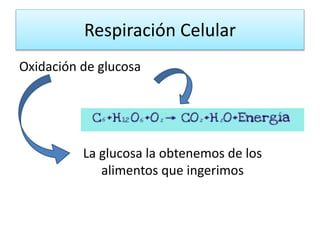 Respiración Celular
Oxidación de glucosa
CALORIAS
La glucosa la obtenemos de los
alimentos que ingerimos
 