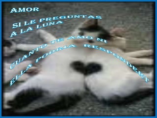 Amor si le preguntas a la luna Cuanto te amo ni ella podriaRespondert