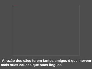 A razão dos cães terem tantos amigos é que movem mais suas caudas que suas línguas 
