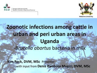 Zoonotic infections among cattle in
urban and peri urban areas in
Uganda
-Brucella abortus bacteria in milk
Kim Rock, DVM, MSc Presenter
with input from Denis Rwabiita Mugizi, DVM, MSc
Makerere University
 
