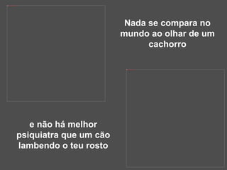 Nada se compara no mundo ao olhar de um cachorro e não há melhor psiquiatra que um cão lambendo o teu rosto 