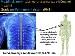 31 par moždinskih
nerava koji prenose
informacije u oba
smera jer sadrže i
osećajna i motorna
vlakna.
Nervi povezuju sve delove tela sa CNS-om
 