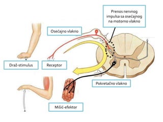 Draž-stimulus Receptor
Osećajno vlakno
Pokretačno vlakno
Mišić-efektor
Prenos nervnog
impulsa sa osećajnog
na motorno vlakno
 