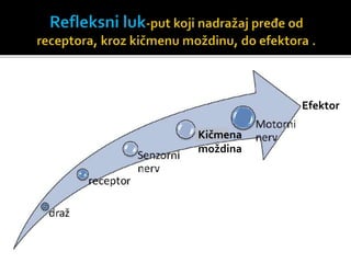 Kičmena
moždina
Efektor
 