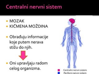  MOZAK
 KIČMENA MOŽDINA
 Obrađuju informacije
koje putem nerava
stižu do njih.
 Oni upravljaju radom
celog organizma.
MOZAK
KIČMENA
MOŽDINA
Centralni nervni sistem
Periferni nervni sistem
 