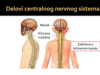 Mozak
Kičmena
moždina
Zaštićena u
kičmenom kanalu
 