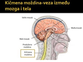 Veliki mozak
Mali mozak
Međumozak
Produžena
moždina
Kičmena
moždina
 
