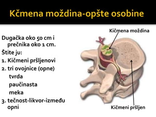 Dugačka oko 50 cm i
prečnika oko 1 cm.
Štite ju:
1. Kičmeni pršljenovi
2. tri ovojnice (opne)
tvrda
paučinasta
meka
3. tečnost-likvor-između
opni
Kičmena moždina
Kičmeni pršljen
 