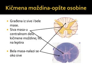  Građena iz sive i bele
mase.
 Siva masa-u
centralnom delu
kičmene moždine; liči
na leptira
 Bela masa-nalazi se
oko sive
 