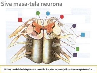 U sivoj masi dolazi do prenosa nervnih impulsa sa osećajnih vlakana na pokretačke.
 