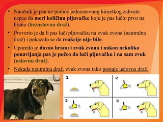 • Naučnik je psu uz pomoć jednostavnog hirurškog zahvata
uspeo da meri količinu pljuvačke koju je pas lučio prvo na
hranu (bezuslovnu draž).
• Proverio je da li pas luči pljuvačku na zvuk zvona (neutralna
draž) i pokazalo se da reakcije nije bilo.
• Uporedo je davao hranu i zvuk zvona i nakon nekoliko
ponavljanja pas je počeo da luči pljuvačku i na sam zvuk
(uslovnu draž).
• Nekada neutralna draž, zvuk zvona tako postaje uslovna draž.
 