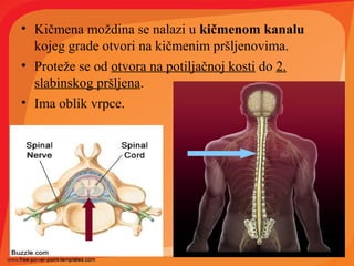 • Kičmena moždina se nalazi u kičmenom kanalu
kojeg grade otvori na kičmenim pršljenovima.
• Proteže se od otvora na potiljačnoj kosti do 2.
slabinskog pršljena.
• Ima oblik vrpce.
 