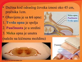 • Dužina kod odraslog čoveka iznosi oko 45 cm,
prečnika 1cm.
• Obavijena je sa tri opne:
1. Tvrda opna je spolja
2. Paučinasta je u sredini
3. Meka opna je unutra
(naleže na kičmenu moždinu)
Tvrda opna
Paučinasta
Meka opna
 