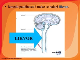 • Između paučinaste i meke se nalazi likvor.
LIKVOR
 