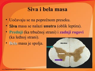 Siva i bela masa
• Uočavaju se na poprečnom preseku.
• SivaSiva masa se nalazi unutra (oblik leptira).
• Prednji (ka trbučnoj strani) i zadnji rogovi
(ka leđnoj strani).
• BelaBela masa je spolja.
 