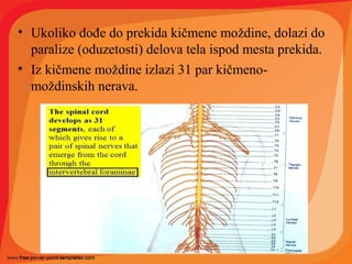• Ukoliko dođe do prekida kičmene moždine, dolazi do
paralize (oduzetosti) delova tela ispod mesta prekida.
• Iz kičmene moždine izlazi 31 par kičmeno-
moždinskih nerava.
 