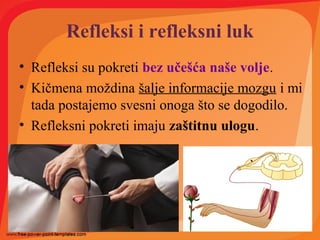 Refleksi i refleksni luk
• Refleksi su pokreti bez učešća naše volje.
• Kičmena moždina šalje informacije mozgu i mi
tada postajemo svesni onoga što se dogodilo.
• Refleksni pokreti imaju zaštitnu ulogu.
 
