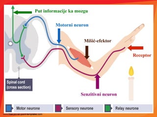Receptor
Senzitivni neuron
Put informacije ka mozgu
Motorni neuron
Mišić-efektor
 
