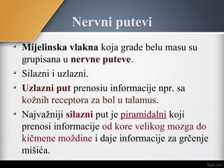 Nervni putevi
Mijelinska vlakna koja grade belu masu su
grupisana u nervne puteve.
Silazni i uzlazni.
Uzlazni put prenosiu informacije npr. sa
kožnih receptora za bol u talamus.
Najvažniji silazni put je piramidalni koji
prenosi informacije od kore velikog mozga do
kičmene moždine i daje informacije za grčenje
mišića.
 