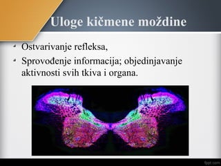 Uloge kičmene moždine
Ostvarivanje refleksa,
Sprovođenje informacija; objedinjavanje
aktivnosti svih tkiva i organa.
 