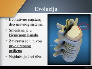 Evolucija
Evolutivno najstariji
deo nervnog sistema.
Smeštena je u
kičmenom kanalu.
Završava se u nivou
prvog repnog
pršljena.
Najduža je kod riba.
 