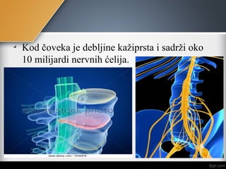 Kod čoveka je debljine kažiprsta i sadrži oko
10 milijardi nervnih ćelija.
 