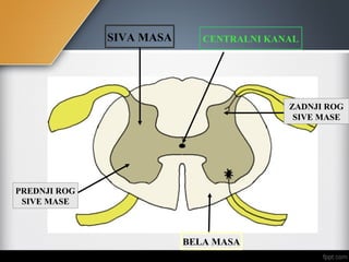 SIVA MASA
BELA MASA
CENTRALNI KANAL
ZADNJI ROG
SIVE MASE
PREDNJI ROG
SIVE MASE
 