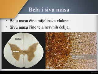 Bela i siva masa
Belu masuBelu masu čine mijelinska vlakna.
Sivu masuSivu masu čine tela nervnih ćelija.
 