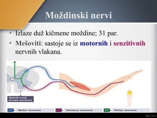 Moždinski nervi
Izlaze duž kičmene moždine; 31 par.
Mešoviti: sastoje se iz motornih i senzitivnih
nervnih vlakana.
 