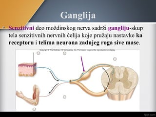 Ganglija
Senzitivni deo moždinskog nerva sadrži gangliju-skup
tela senzitivnih nervnih ćelija koje pružaju nastavke ka
receptoru i telima neurona zadnjeg roga sive mase.
 
