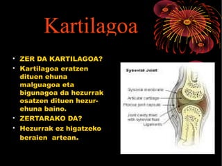 
ZER DA KARTILAGOA?

Kartilagoa eratzen
dituen ehuna
malguagoa eta
bigunagoa da hezurrak
osatzen dituen hezur-
ehuna baino.

ZERTARAKO DA?

Hezurrak ez higatzeko
beraien artean.
Kartilagoa
 