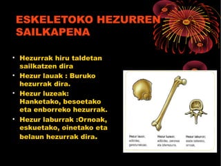 ESKELETOKO HEZURREN
SAILKAPENA

Hezurrak hiru taldetan
sailkatzen dira

Hezur lauak : Buruko
hezurrak dira.

Hezur luzeak:
Hanketako, besoetako
eta enborreko hezurrak.

Hezur laburrak :Ornoak,
eskuetako, oinetako eta
belaun hezurrak dira.
 