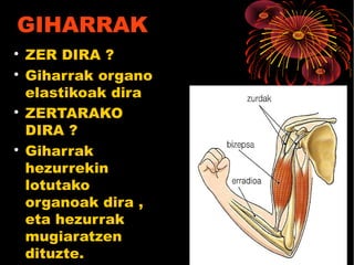 GIHARRAK

ZER DIRA ?

Giharrak organo
elastikoak dira

ZERTARAKO
DIRA ?

Giharrak
hezurrekin
lotutako
organoak dira ,
eta hezurrak
mugiaratzen
dituzte.
 
