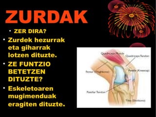 ZURDAK
ZER DIRA?

Zurdek hezurrak
eta giharrak
lotzen dituzte.

ZE FUNTZIO
BETETZEN
DITUZTE?

Eskeletoaren
mugimenduak
eragiten dituzte.
 