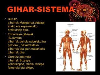 GIHAR-SISTEMA

Buruko
giharrak:Mazeteroa,betazal
etako eta ezpainetako
orbikularra dira.

Enborreko giharrak
:Bularreko
giharrak,deltoia,sabeleko,tra
pezioak , bizkarraldeko
giharrak eta ipur masahieko
giharrak dira.

Gorputz adarreko
giharrak:Bizespa,
koadrizepsa, tibiala, bizeps
femorala eta bikiak.
 