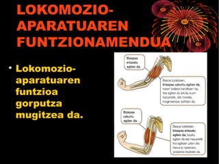 LOKOMOZIO-
APARATUAREN
FUNTZIONAMENDUA

Lokomozio-
aparatuaren
funtzioa
gorputza
mugitzea da.
 