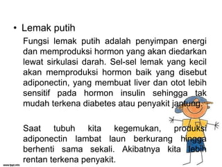• Lemak putih
Fungsi lemak putih adalah penyimpan energi
dan memproduksi hormon yang akan diedarkan
lewat sirkulasi darah. Sel-sel lemak yang kecil
akan memproduksi hormon baik yang disebut
adiponectin, yang membuat liver dan otot lebih
sensitif pada hormon insulin sehingga tak
mudah terkena diabetes atau penyakit jantung.

Saat tubuh kita kegemukan, produksi
adiponectin lambat laun berkurang hingga
berhenti sama sekali. Akibatnya kita lebih
rentan terkena penyakit.

 
