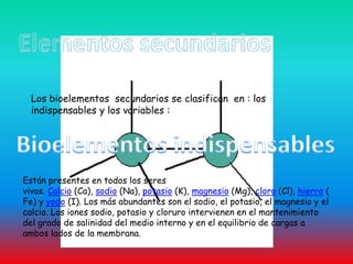 Elementos secundarios Los bioelementos  secundarios se clasifican  en : los indispensables y los variables :Bioelementos indispensablesEstán presentes en todos los seres      vivos. Calcio (Ca), sodio (Na), potasio (K), magnesio (Mg), cloro (Cl), hierro (Fe) y yodo (I). Los más abundantes son el sodio, el potasio, el magnesio y el calcio. Los iones sodio, potasio y cloruro intervienen en el mantenimiento del grado de salinidad del medio interno y en el equilibrio de cargas a ambos lados de la membrana. 