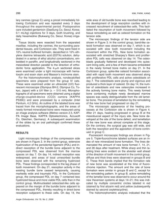 286
lary canines (group C) using a pincet immediately following Corticision and was repeated every 3 days
throughout the experimental period. Postoperative
care included gentamicin (DaeSung Co, Seoul, Korea;
0.1 mL/kg) injections for 3 days, tooth brushing, and
daily hexamedine (Bukwang Co, Seoul, Korea) irrigation.
Tissue blocks were resected from the separated
maxillae, including the canines, the surrounding paradental tissues, and Corticision site. They were ﬁxed in
10% neutral buffered formalin, decalciﬁed in 10% ethylene diamine tetraacetic acid (EDTA) solution, dehydrated in a series of ethyl alcohol concentrations, embedded in parafﬁn, and longitudinally sectioned in the
mesiodistal direction parallel to the direction of orthodontic force application. The 4-␮m sectioned slices
were examined under a light microscope with hematoxylin and eosin stain and Masson’s trichrome stain.
For the histomorphometric analysis, nondecalciﬁed
specimens were prepared from the group IV cats.
These were examined under an ultraviolet (UV) ﬂuorescent microscope (Olympus BH-2, Olympus Co, Tokyo, Japan) with a UV ﬁlter (␭ ϭ 515 nm). Microphotographs of all specimens were obtained using a digital
charge-coupled-device (CCD) camera (KAPPA
PS30C) and were processed by a computer (Intel
Pentium, 4.2 GHz). An outline of the labeled bone was
traced from the microphotographs, and the areas of
newly formed mineralized bone were measured using
an image analysis software (Metreo version 2.5, KAPPA Image Base, KAPPA Optoelectronics, Accusoft
Co, Gleichen, Germany). A subsequent examination
of the slides by an oral pathologist conﬁrmed these
evaluations.
RESULTS
Light microscopic ﬁndings of the compression side
are shown in Figure 2. In the control group, extensive
hyalinization of the periodontal ligament (PDL) and indirect resorption of the bundle bone adjacent to the
compressed PDL was observed from the marrow
spaces on day 7. On day 14, indirect resorption was
widespread, and areas of local unresorbed bundle
bone were observed with the remaining hyalinized
PDL. These ﬁndings corresponded to the lag phase of
tooth movement. On day 21, resorption activity in the
existing bundle bone ceased temporarily, causing
markedly wide and traumatic PDL. In the Corticision
group, the compressed PDL on day 7 contained less
hyalinized tissue and more viable PDL cells than in the
control group. Multinucleated osteoclast-like cells appeared on the margin of the bundle bone adjacent to
the compressed PDL, thereby resulting in direct bone
resorption subjacent to these cells. On day 14, the
Angle Orthodontist, Vol 79, No 2, 2009

KIM, PARK, KANG

wide area of old bundle bone was resorbed leading to
the development of large resorption cavities with increased recruitment of osteoclast-like cells. This facilitated the resumption of tooth movement followed by
tissue remodeling as well as osteoid formation on the
tension side.
The microscopic ﬁndings of the tension side are
shown in Figure 3. In the control group, band-like osteoid formation was observed on day 7, which is associated with slow tooth movement including the
movement within the PDL. New bone formation associated with stretched Sharpey’s ﬁbers and proliferative PDL cells was observed on day 14. The osteoblasts gradually ﬂattened and developed into quiescent lining cells, and a few of them became embedded
in the newly formed bone matrix on day 21. In the
Corticision group, spike-like osteoid formation associated with rapid tooth movement was observed along
with proliferative PDL cells and active osteoblasts on
day 7. The osteoblasts were plump and vigorous and
produced a thick layer of osteoid. On day 14, the number of osteoblasts and new osteocytes increased in
the actively forming bone matrix. This newly formed
bone containing multiple newly developed marrow
spaces was easily distinguishable from the old lamellar bone. The process of lamellation by the remodeling
of the new bone had progressed on day 21.
The microscopic appearance of the healing processes at the Corticision site is shown in Figure 4.
After 21 days, healing progressed in group B at the
mesiobuccal aspect of the injury site. New bone developed at the site of the bone defect, and lamellation
of the new bone was almost complete at this stage.
On the contrary, the surgical gap was still wide, and
both the resorption and the apposition of bone continued in group C.
Fluorescent microscopic ﬁndings are shown in Figure 5. Triple-ﬂuorochrome labeled surfaces are an index of new mineralized bone formation. The lines demarcated the amount of new bone formed 7, 14, 21,
and 28 days after treatment. While sharp and thin labeling lines were evident on the alveolar wall ahead
of the direction of tooth movement in the control group,
diffuse and thick lines were observed in groups B and
C. These thick bands implied that the formation rate
of new bone was accelerated at the time of ﬂuorochrome injection. The amount and the rate of bone
formation were similar in groups B and C, except for
the remodeling pattern. In group B, active remodeling
of the lamellar bone was observed to occur around the
new Haversian systems at days 14–21; this was indicated by multiple concentric circles labeled in red
(stained by ﬁrst alizarin red) and yellow (subsequently
stained by second oxytetracycline).
The histomorphometric analysis indicated that the

 
