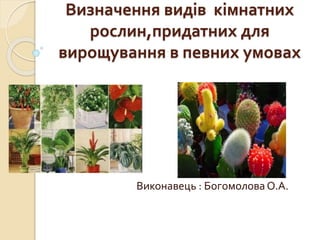 Визначення видів кімнатних
рослин,придатних для
вирощування в певних умовах
Виконавець : Богомолова О.А.
 