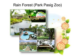Rain Forest (Park Pasig Zoo)
 